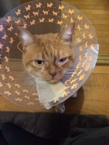 猫も人間も健康管理が大事