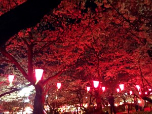 権現堂の夜桜