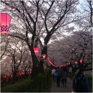 権現堂の桜堤
