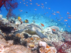 社員旅行3日目シュノーケリング