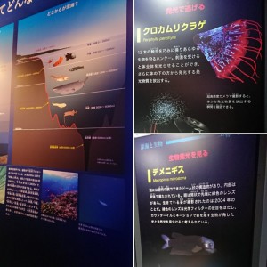 深海魚